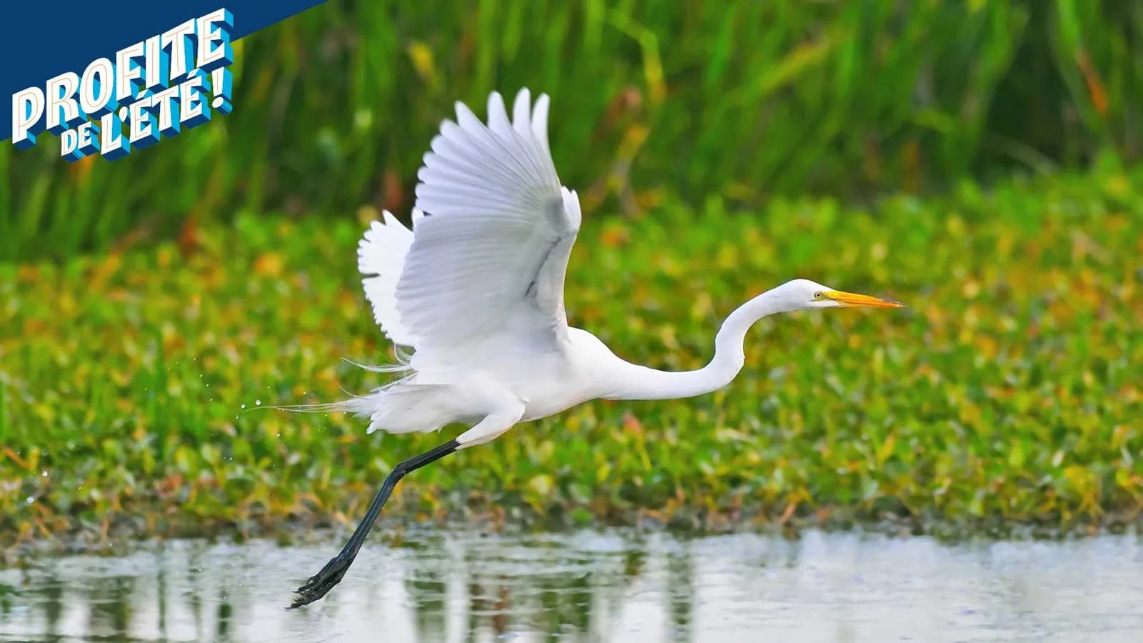 Les mercredis de la Grande Aigrette